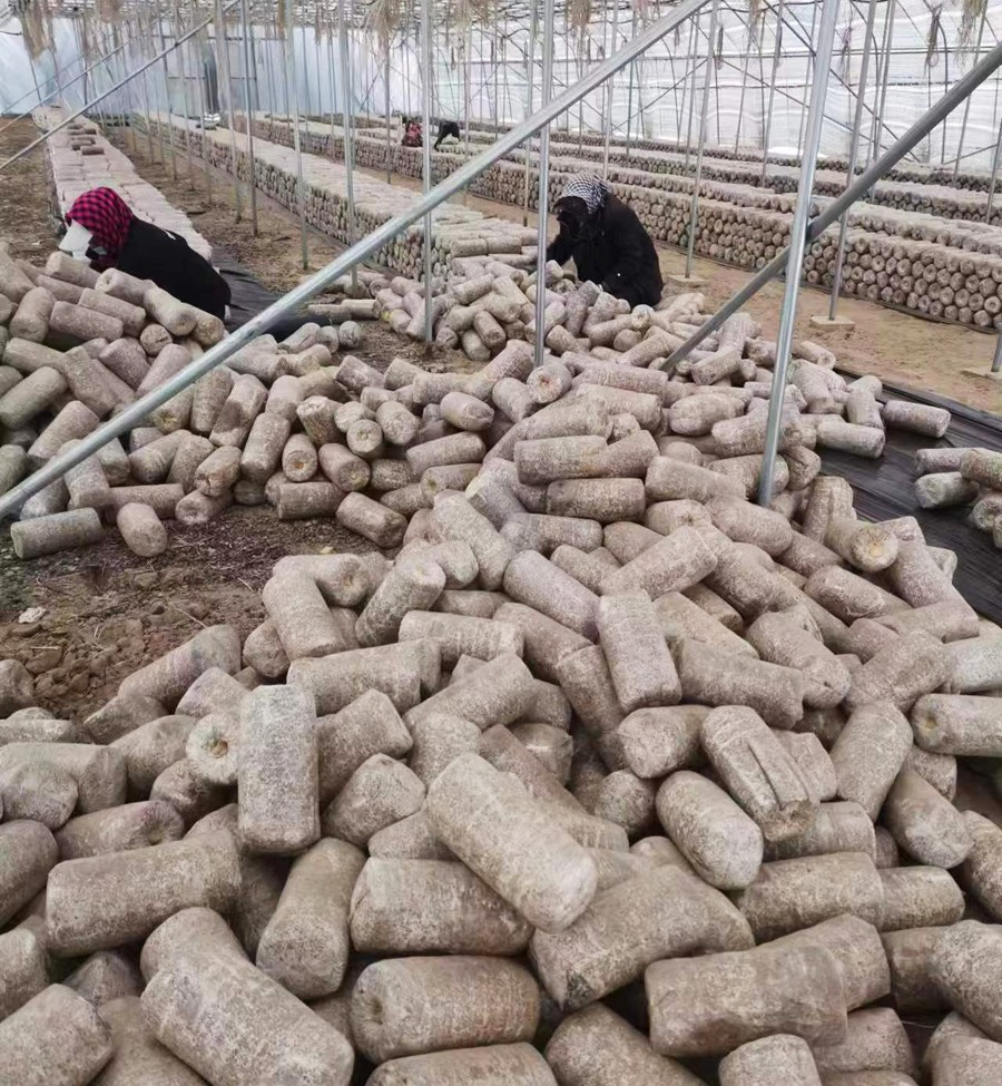 2023年上木耳菌棒現(xiàn)場