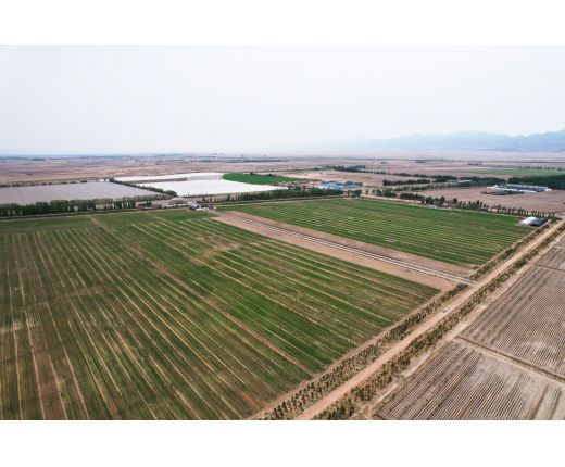 2023年小麥基地生長過程