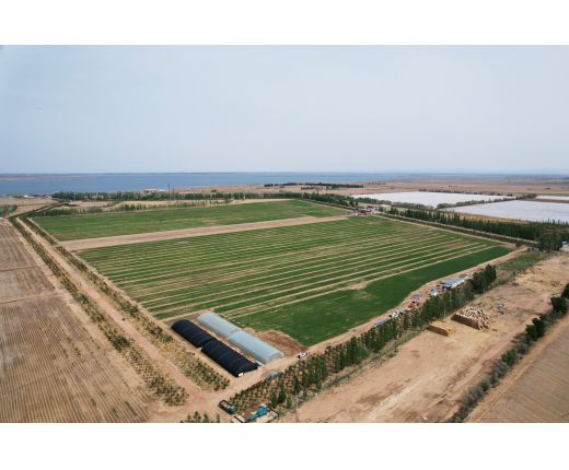 2023年小麥基地生長過程